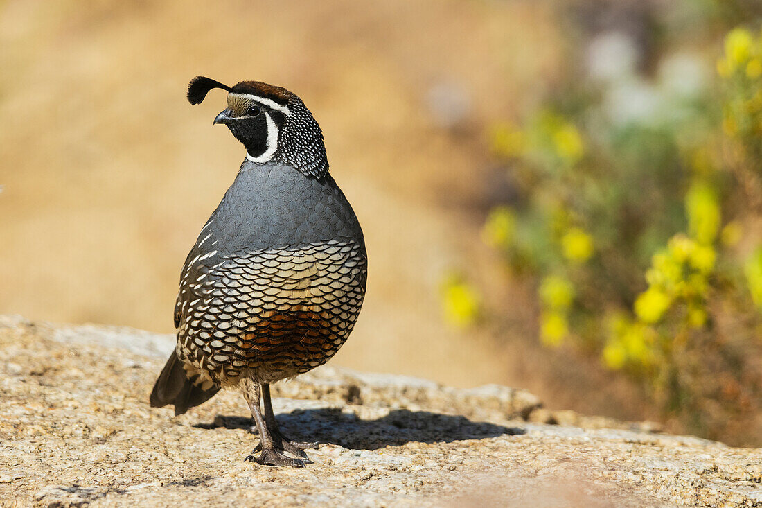 USA, Southern California, Poway, California quail