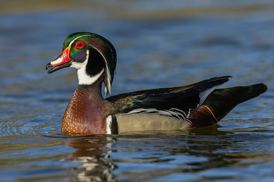 Wood duck drake calling, Southern California, USA