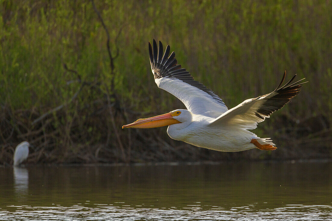 American white pelican flyby, Southern California, USA