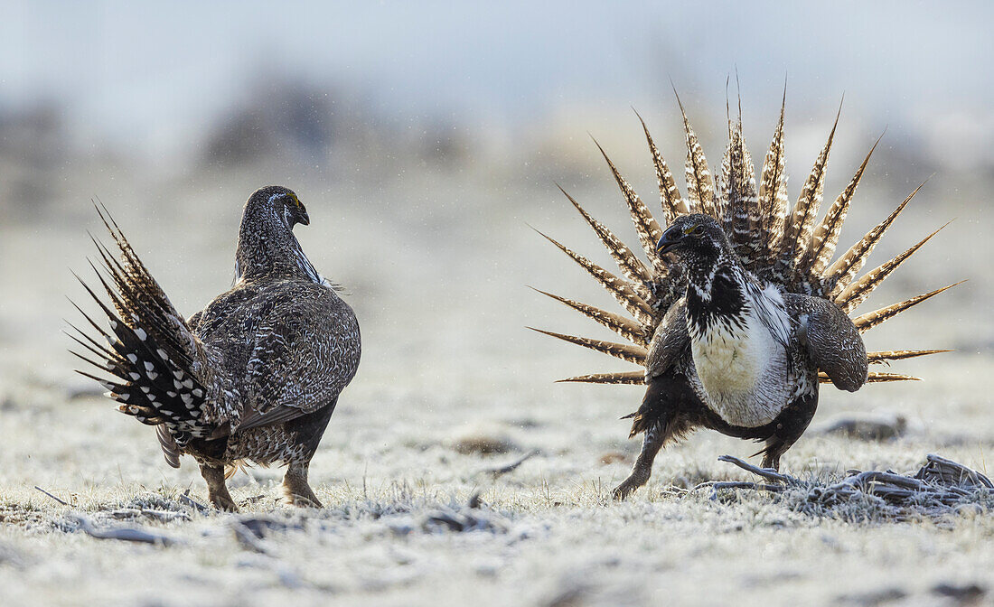 Moorschneehuhn, Männchen, Revierkämpfe auf dem Lek, Colorado, USA