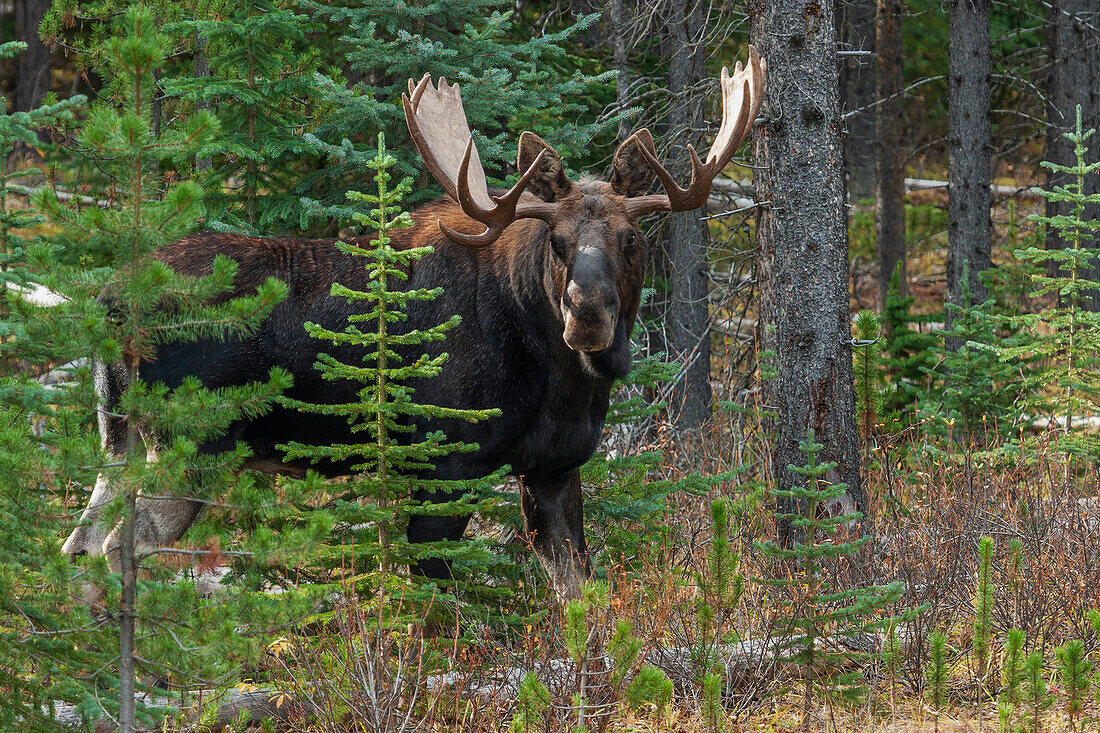 Shiras bull moose