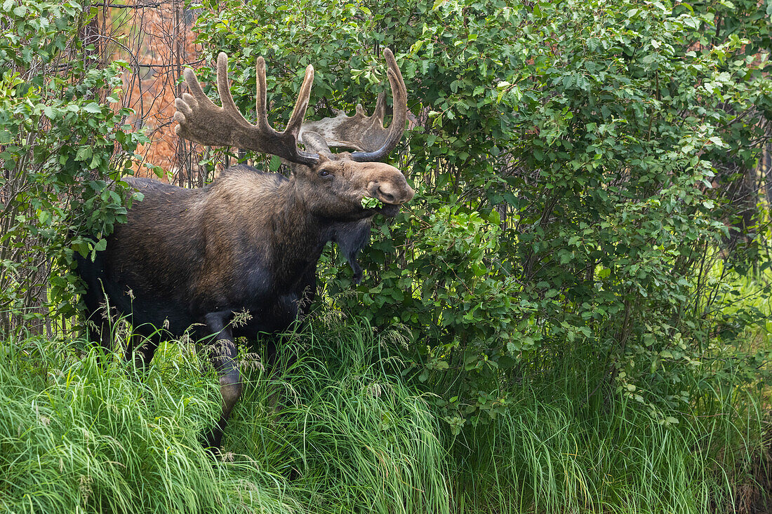 Bull moose, velvet antlers