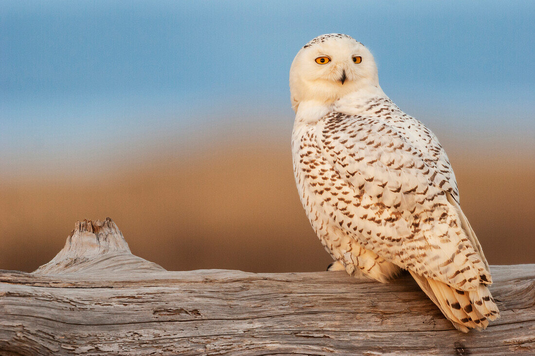 USA, Washington State. Damon Point, snowy owl, last light