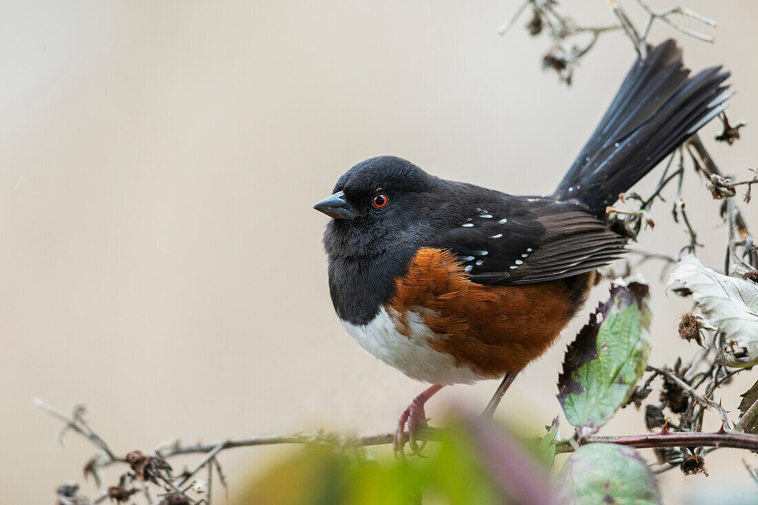 Canada, British Columbia, Boundary Bay, rufous-sided towhee