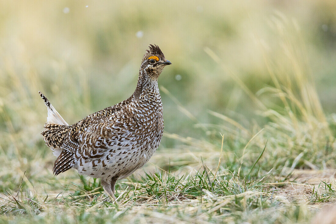 Sharp-tailed grouse