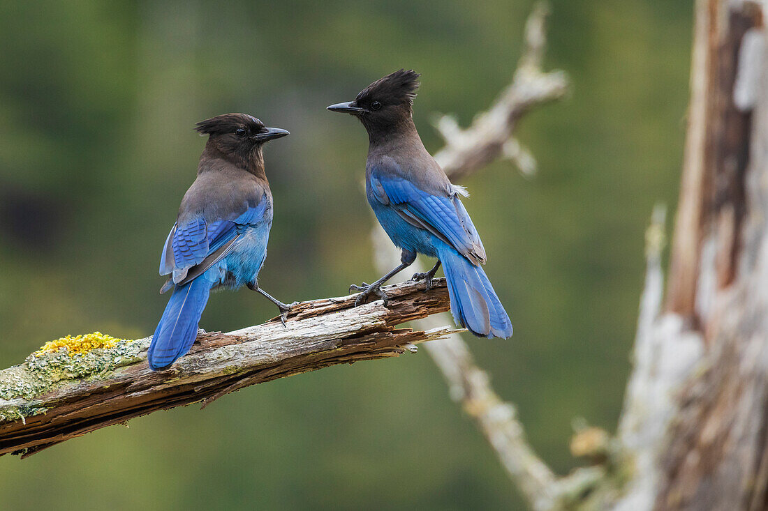 Steller's jay pair