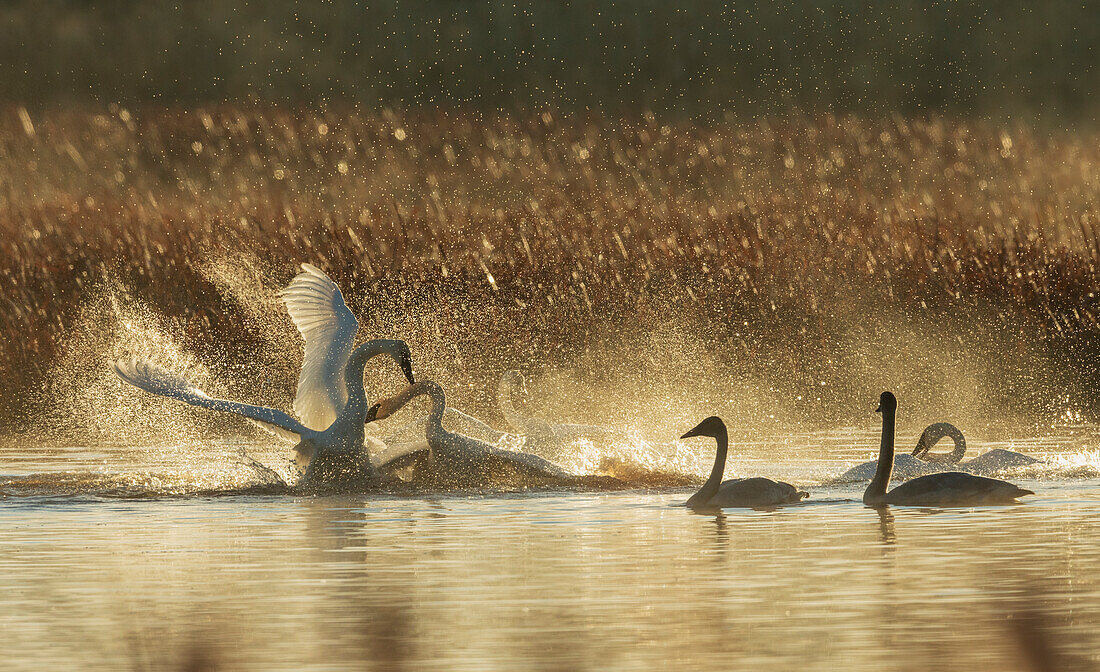 USA, Oregon, Malheur National Wildlife Refuge, Trompeterschwäne, Revierstreit