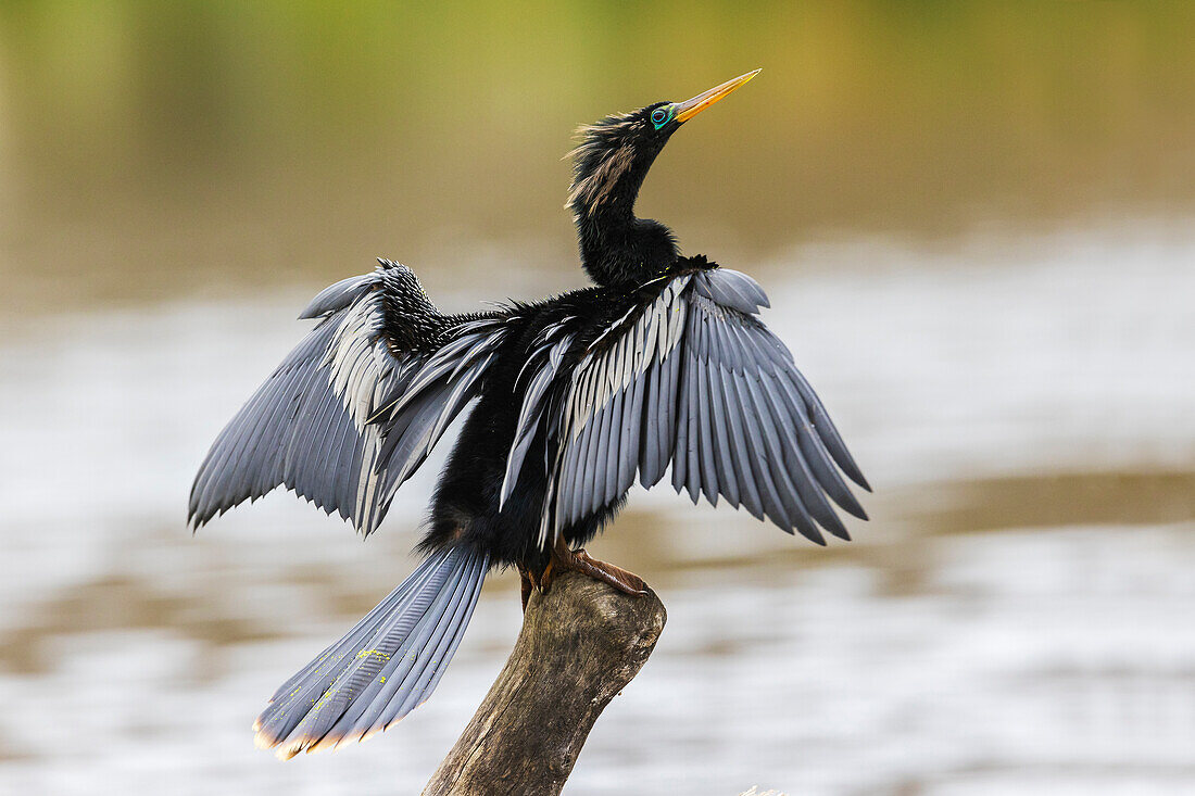 USA, Süd-Texas. National Wildlife Refuge, Anhinga (Männchen) beim Flügeltrocknen