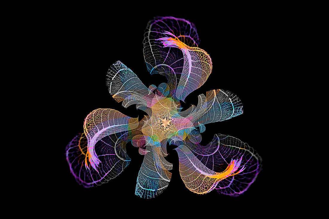 Multi-colored skeleton leaves arranged on black background