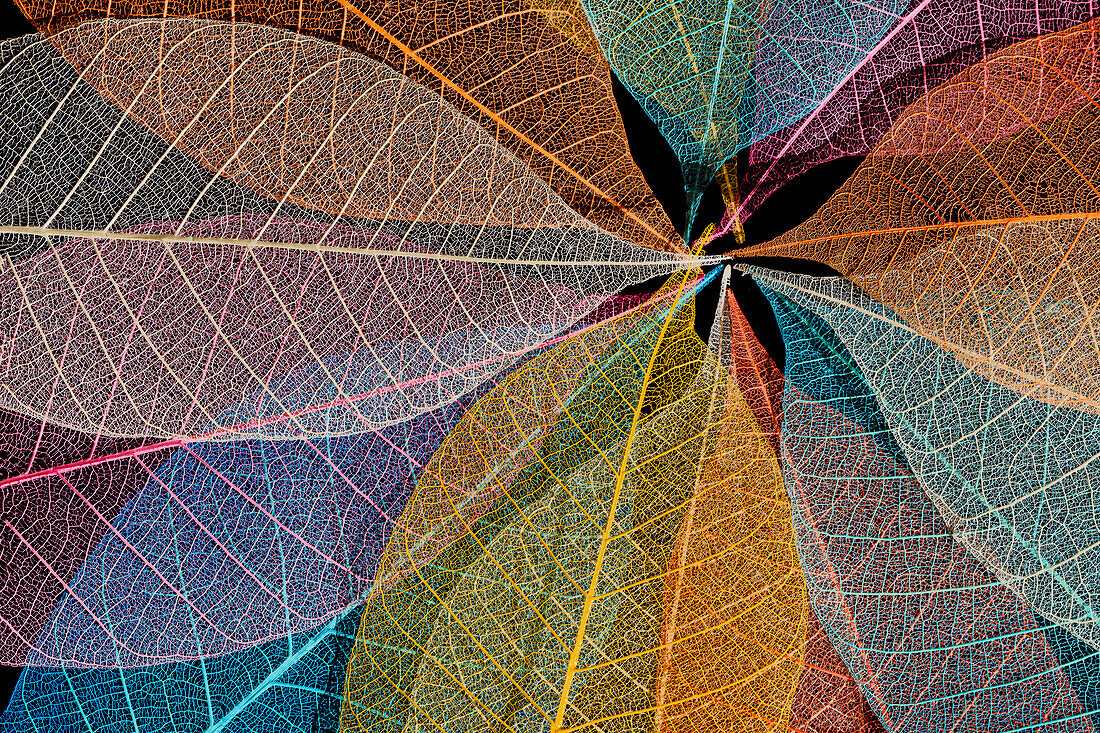 Multi-colored skeleton leaves arranged in radial pattern