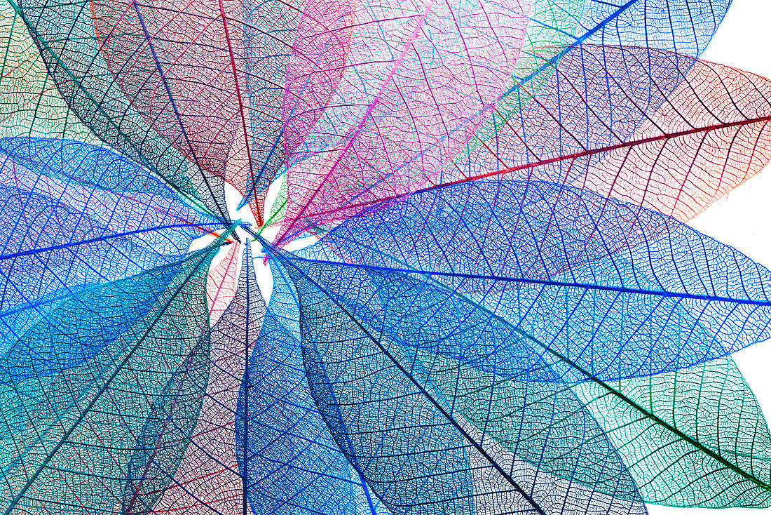 Multi-colored skeleton leaves arranged in radial pattern on white background