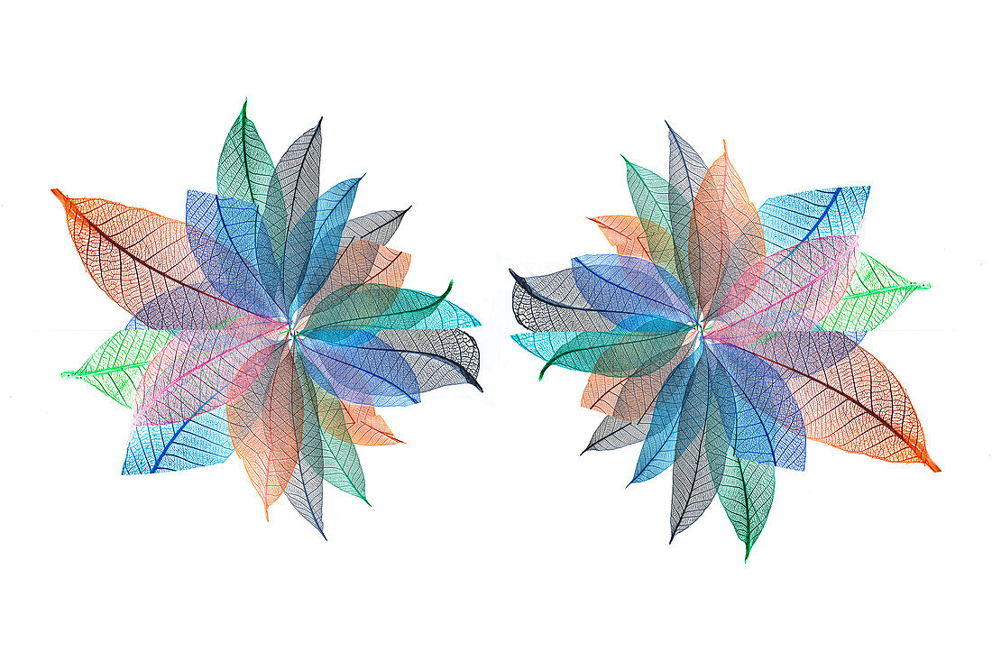 Multi-colored skeleton leaves arranged on white background