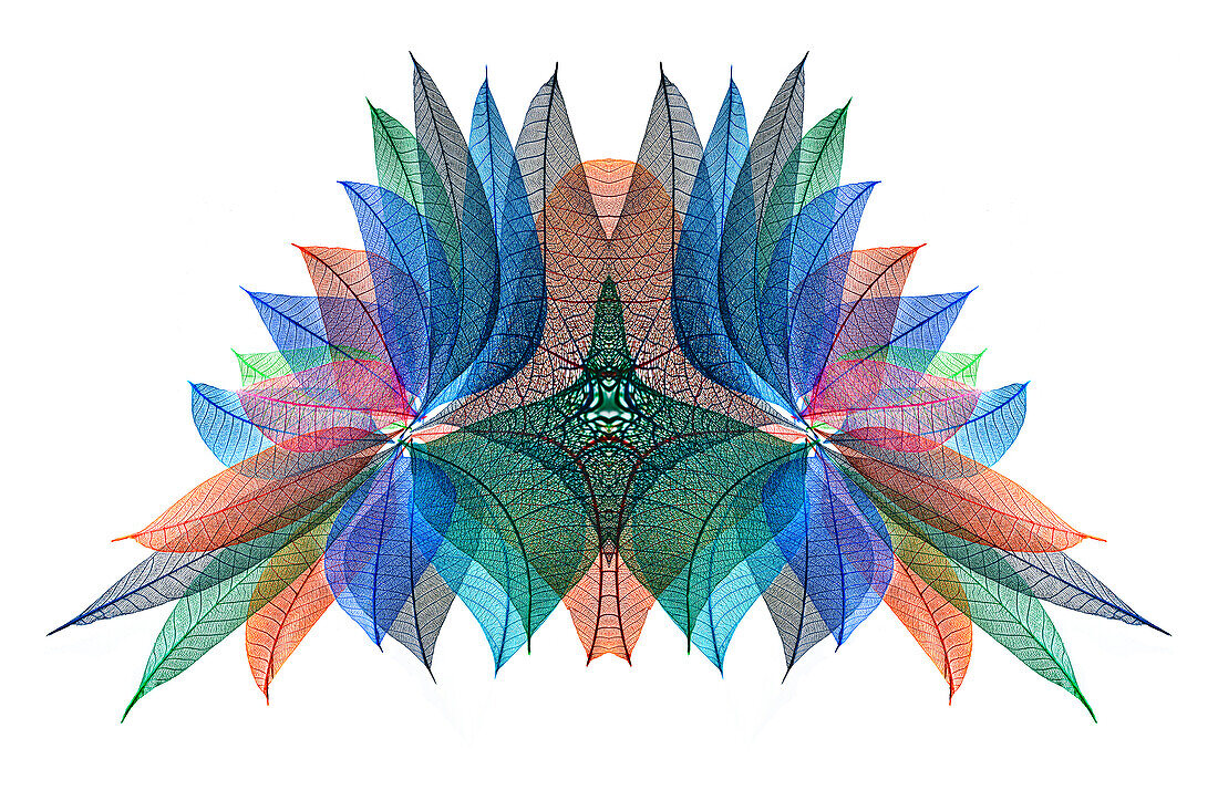 Multi-colored skeleton leaves arranged on white background