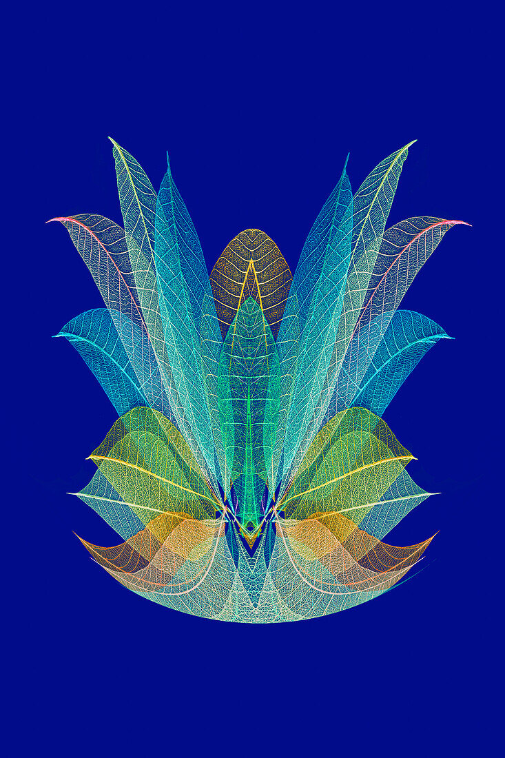 Multi-colored skeleton leaves arranged on blue background.