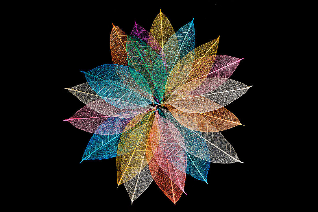 Multi-colored skeleton leaves arranged in radial pattern