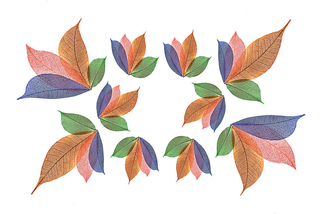 Multi-colored skeleton leaves arranged on white background