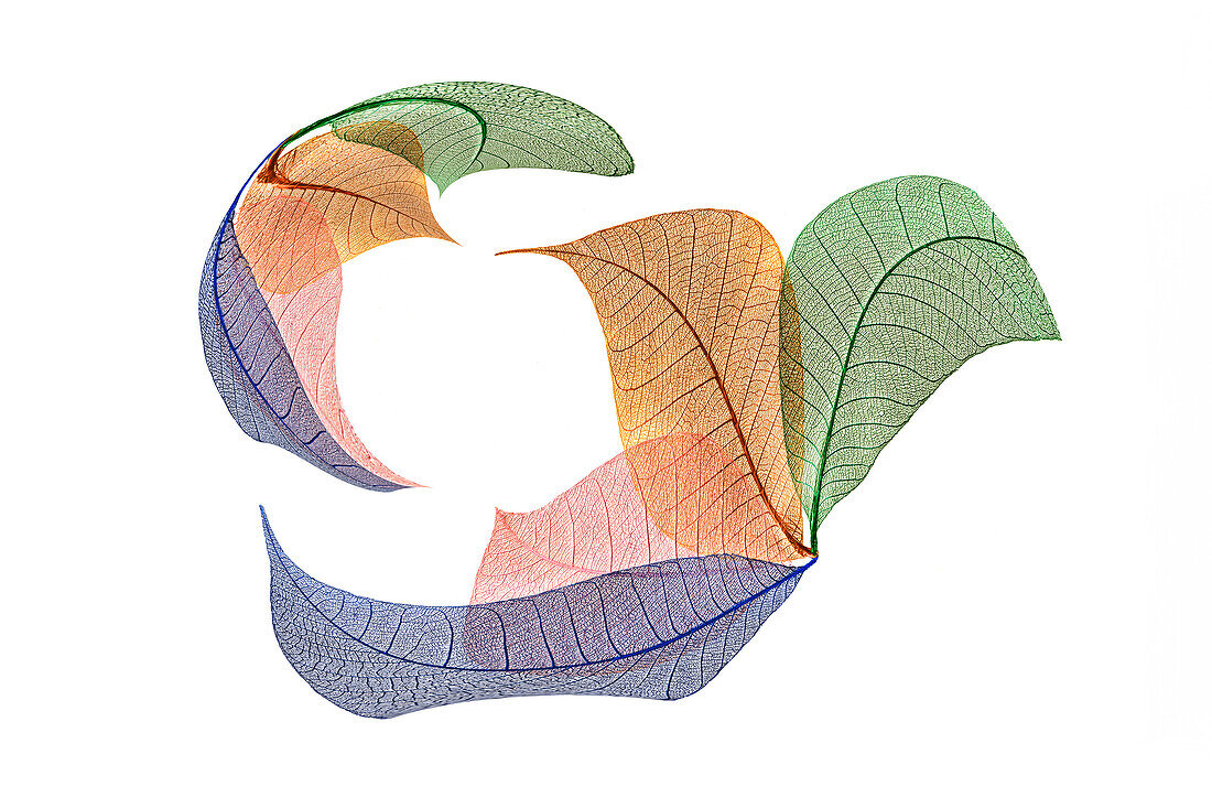 Multi-colored skeleton leaves arranged on white background