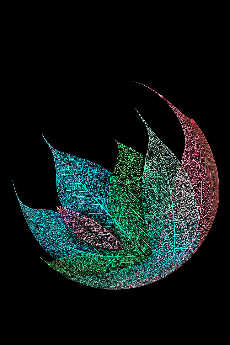 Multi-colored skeleton leaves arranged on black background