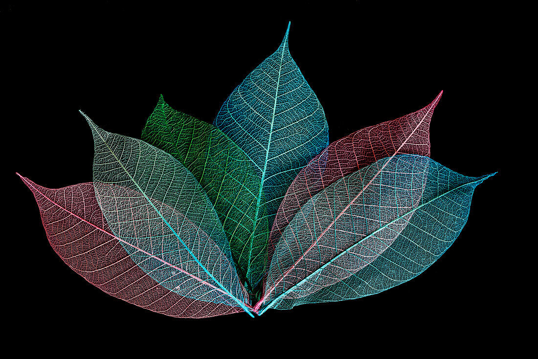 Multi-colored skeleton leaves arranged on black background