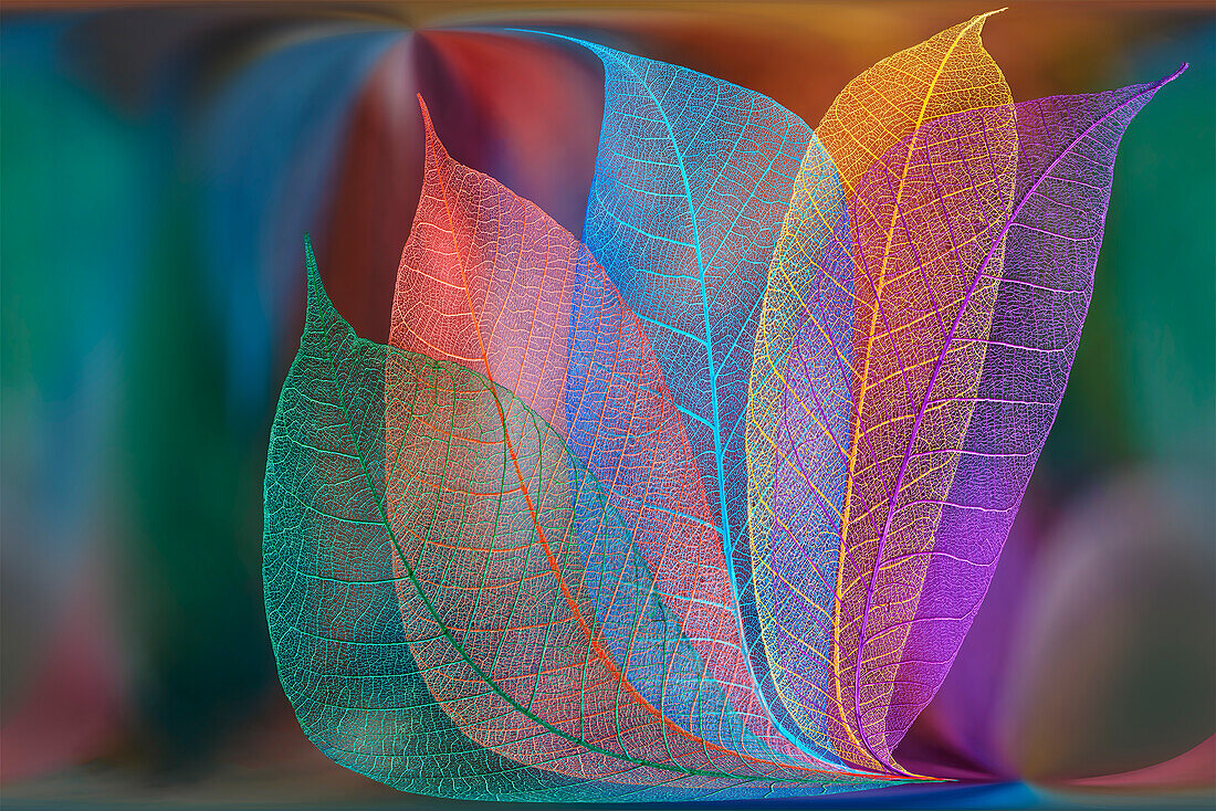 Multi-colored skeleton leaves arranged on colorful background