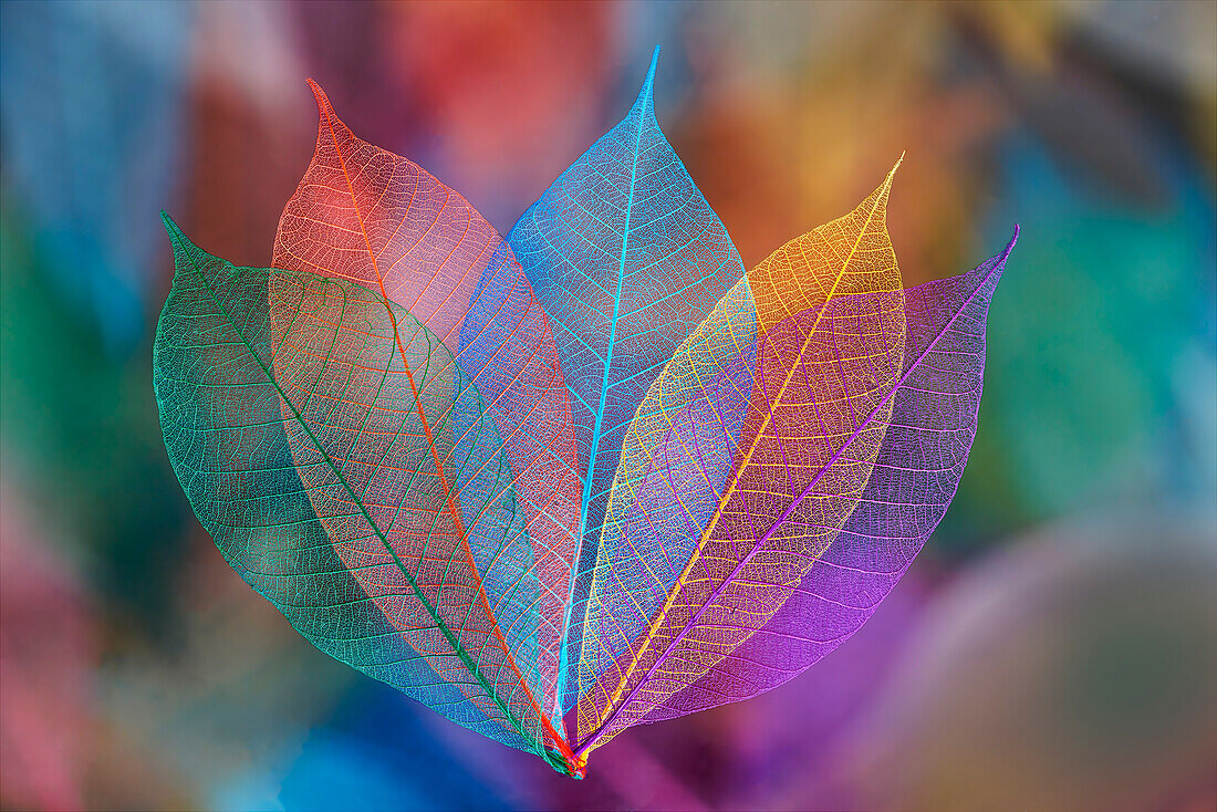 Multi-colored skeleton leaves arranged on black background