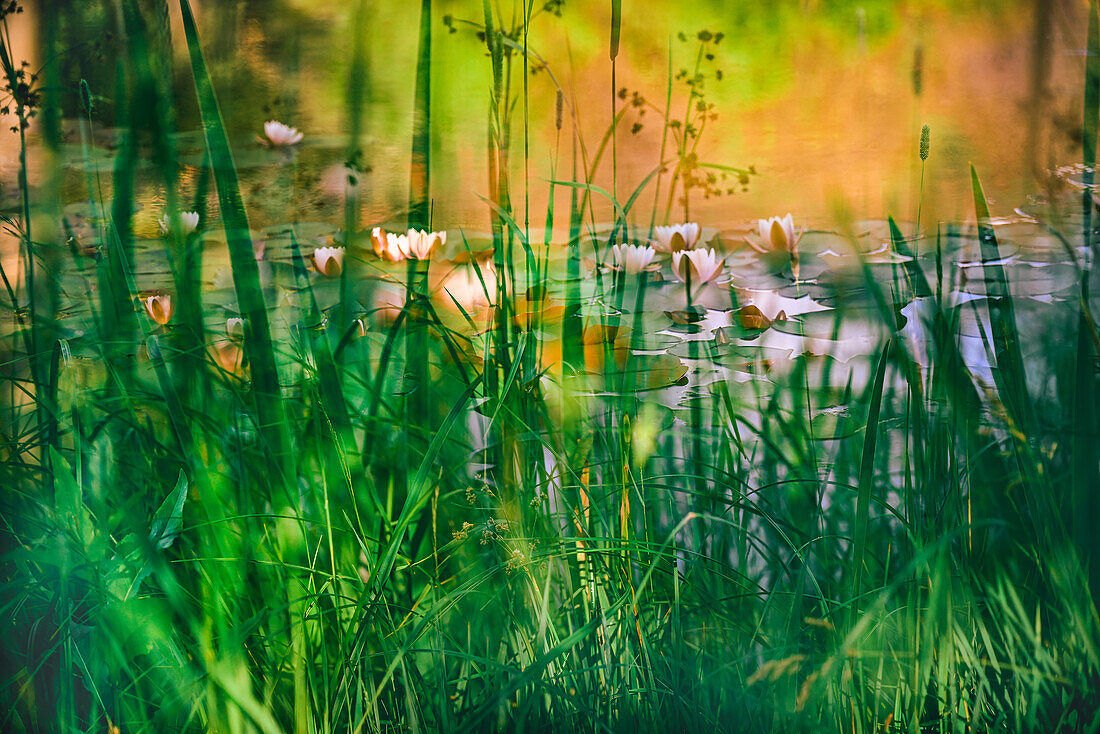 Soft composite of water lilies in a pond