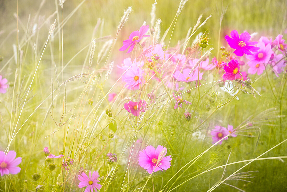 Soft composite of cosmos flowers and grasses.