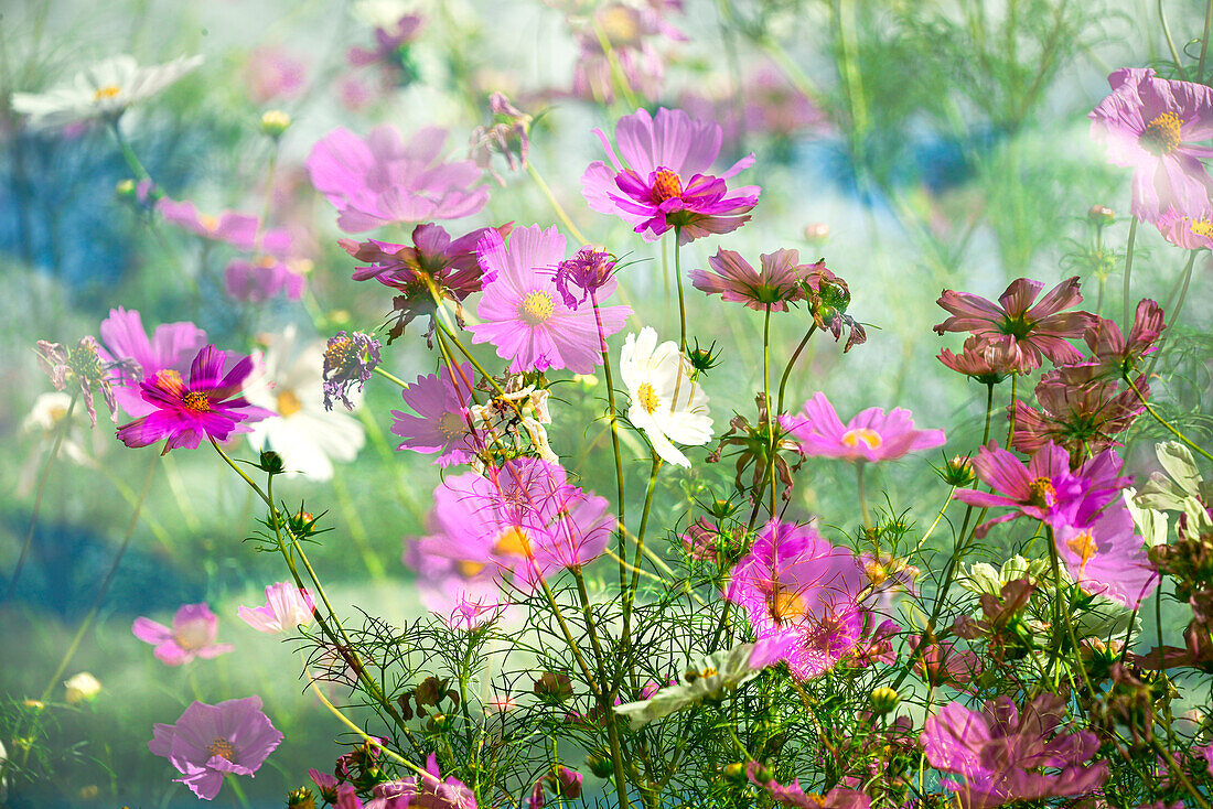 Composite of Cosmos Garden