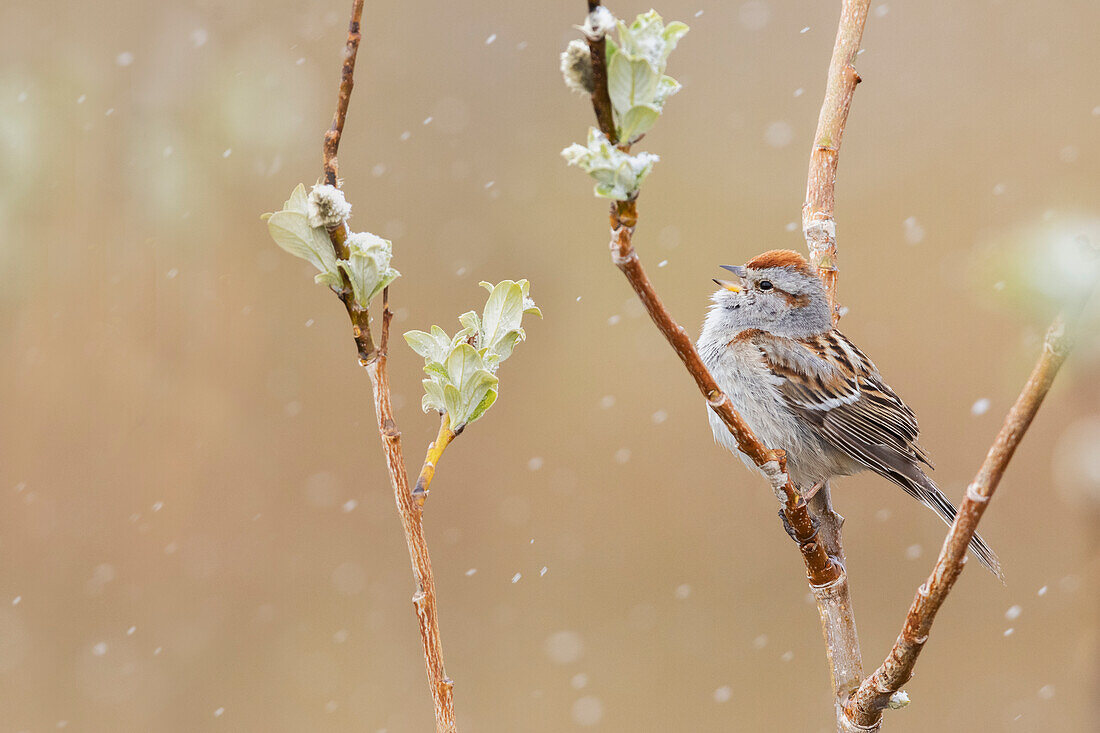 American tree sparrow, Alaskan spring