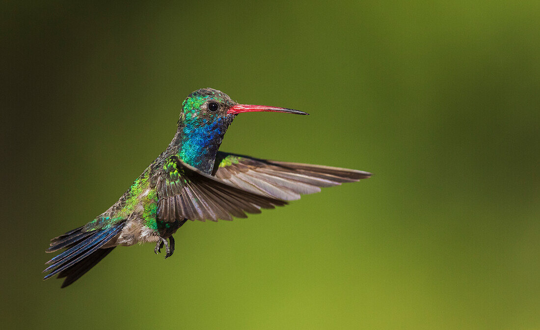 Broad-billed hummingbird