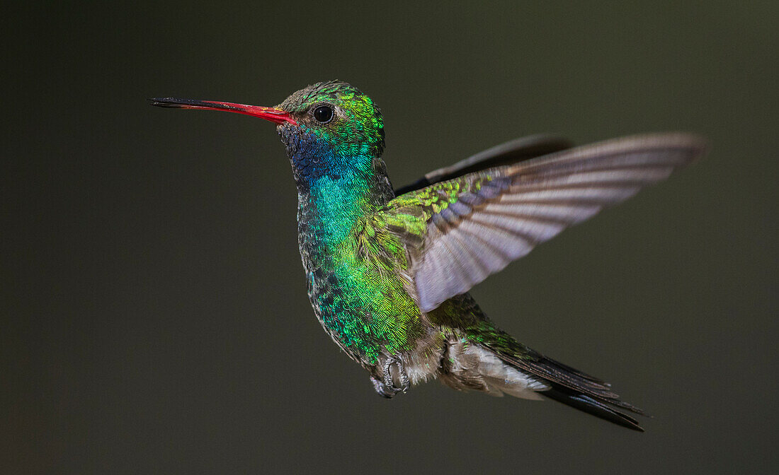 Breitschnabelkolibri im Flug, USA, Arizona