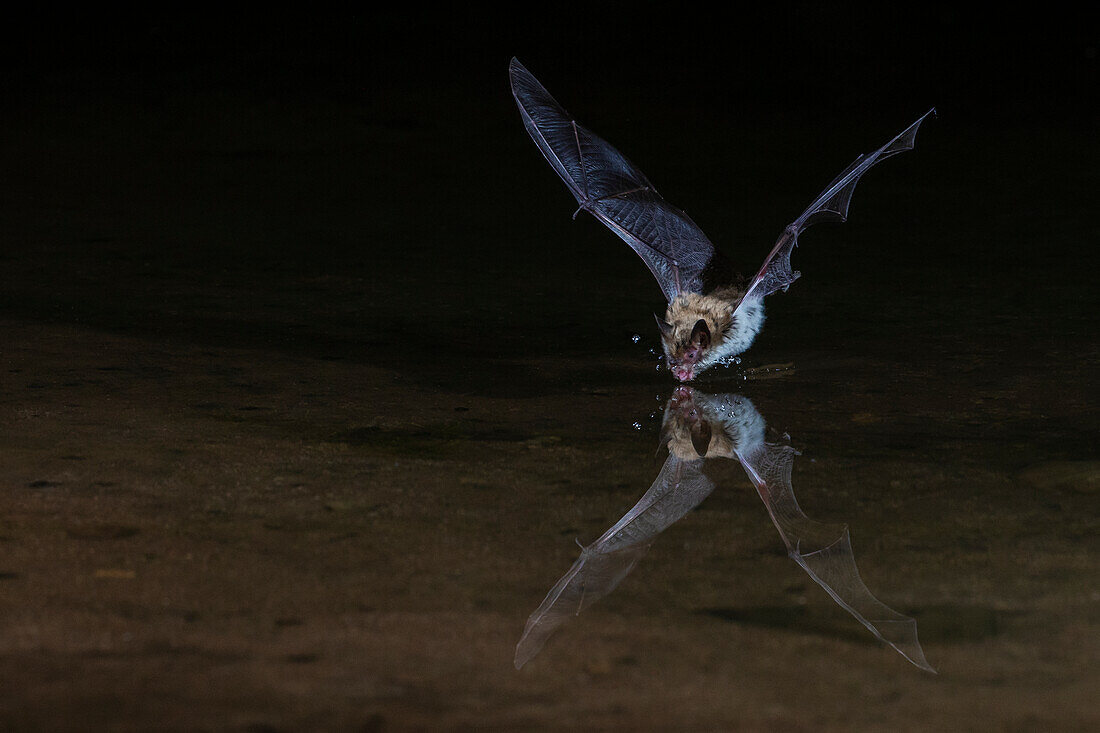 Langohr-Myotis-Fledermaus beim Trinken im Flug, USA, Arizona