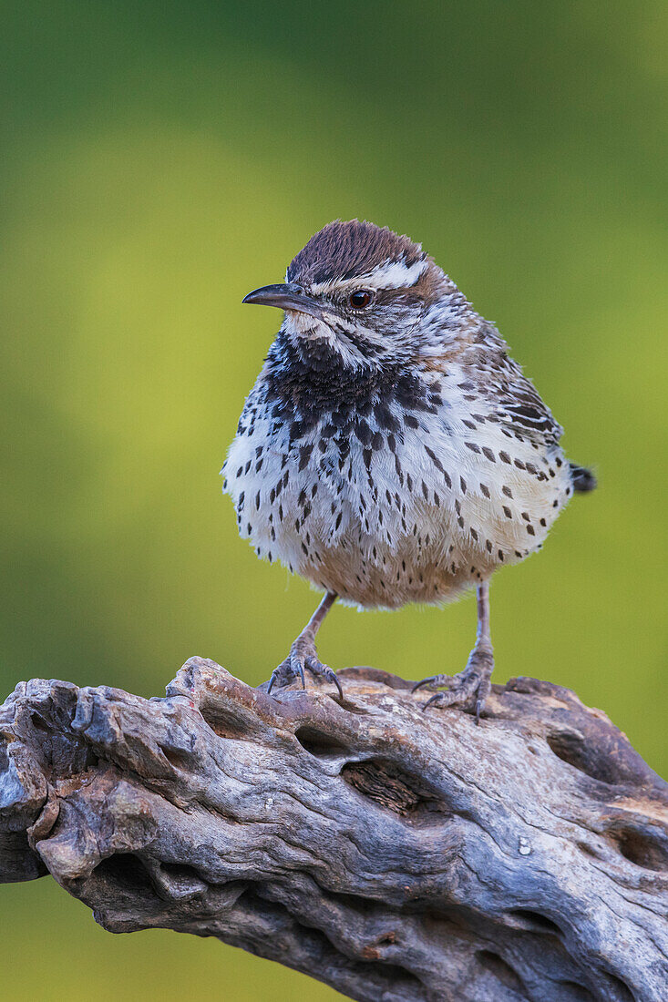 Kaktuszaunkönig Porträt auf Kaktusskelett, USA, Arizona