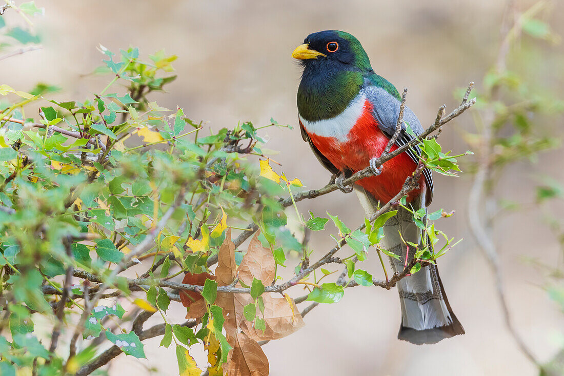 Elegant trogon searching for a meal, USA, Arizona