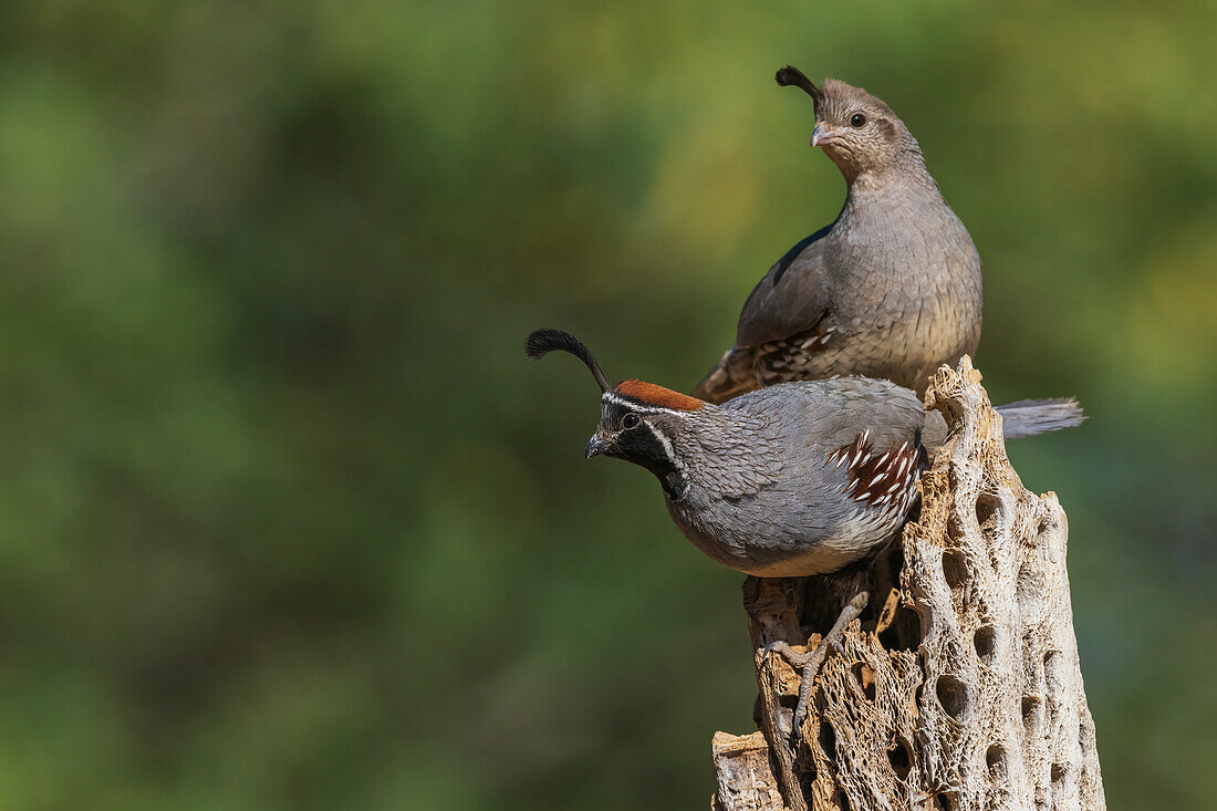 Gambel's quail pair perched atop cactus skeleton, USA, Arizona