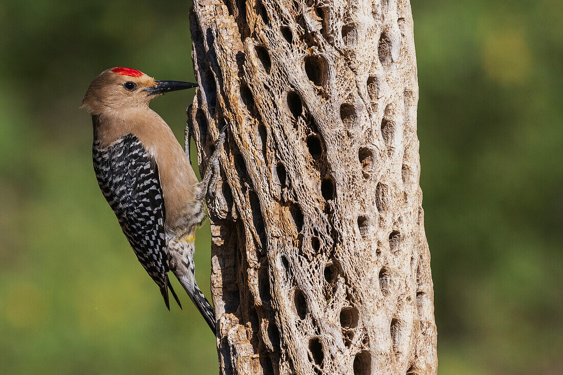 Gila woodpecker foraging on cactus skeleton, USA, Arizona