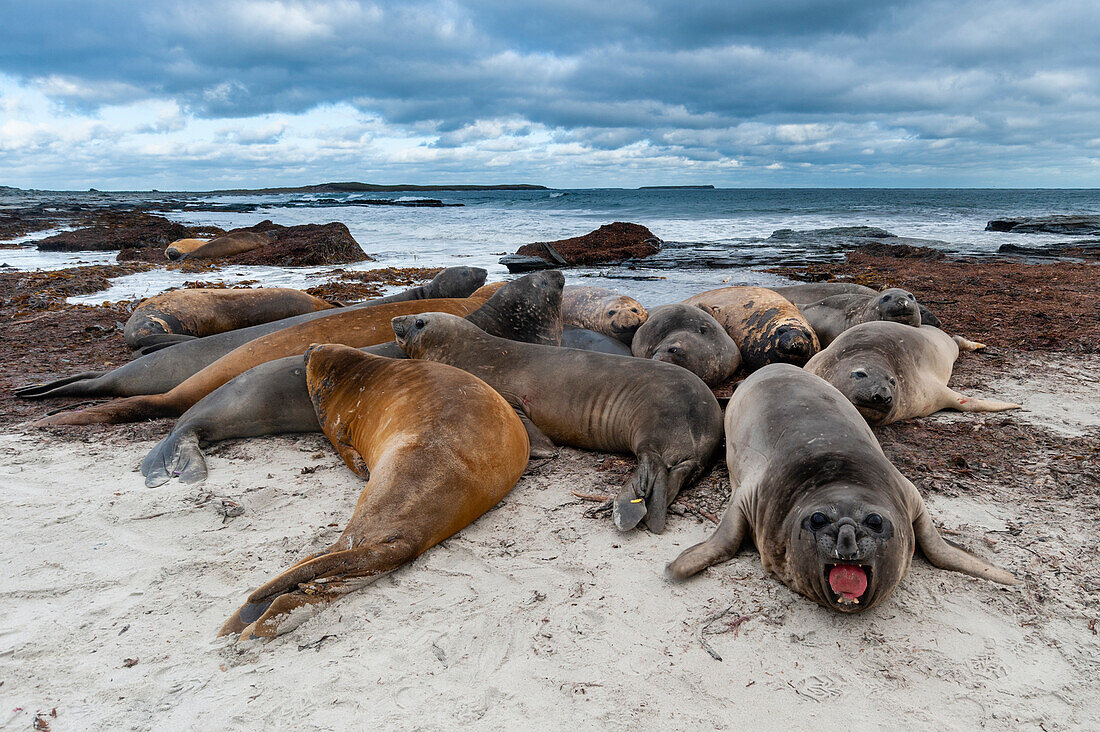 Southern elephant seals, Mirounga leonina, resting on a beach. Sea Lion Island, Falkland Islands