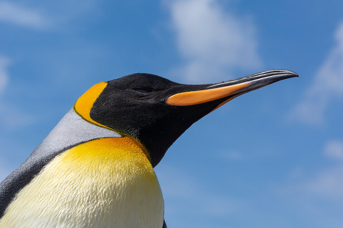 Porträt eines Königspinguins, Aptenodytes patagonicus. Volunteer Point, Falklandinseln