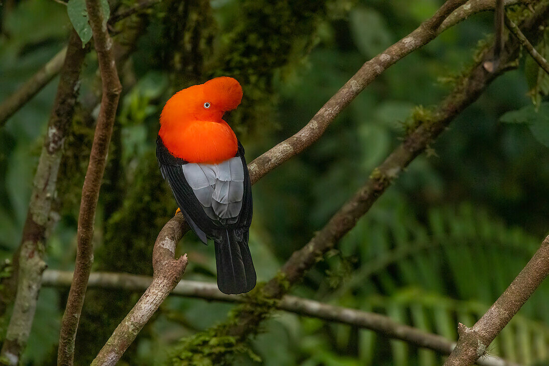 Peru. Male cock-of-the-rock bird in Amazon jungle.