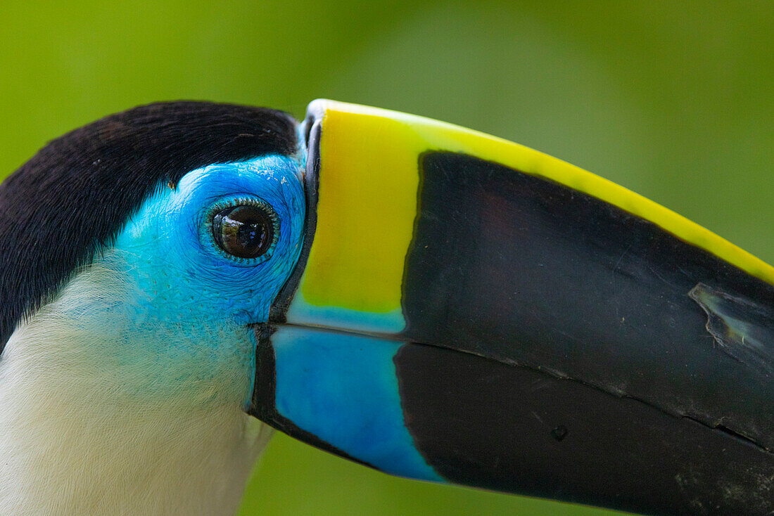 Peru, Amazon. Close-up of white-throated toucan's head in jungle.