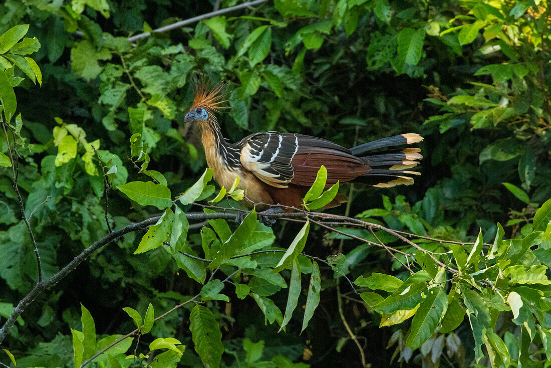 Peru, Amazon. Hoatzin bird in jungle tree.