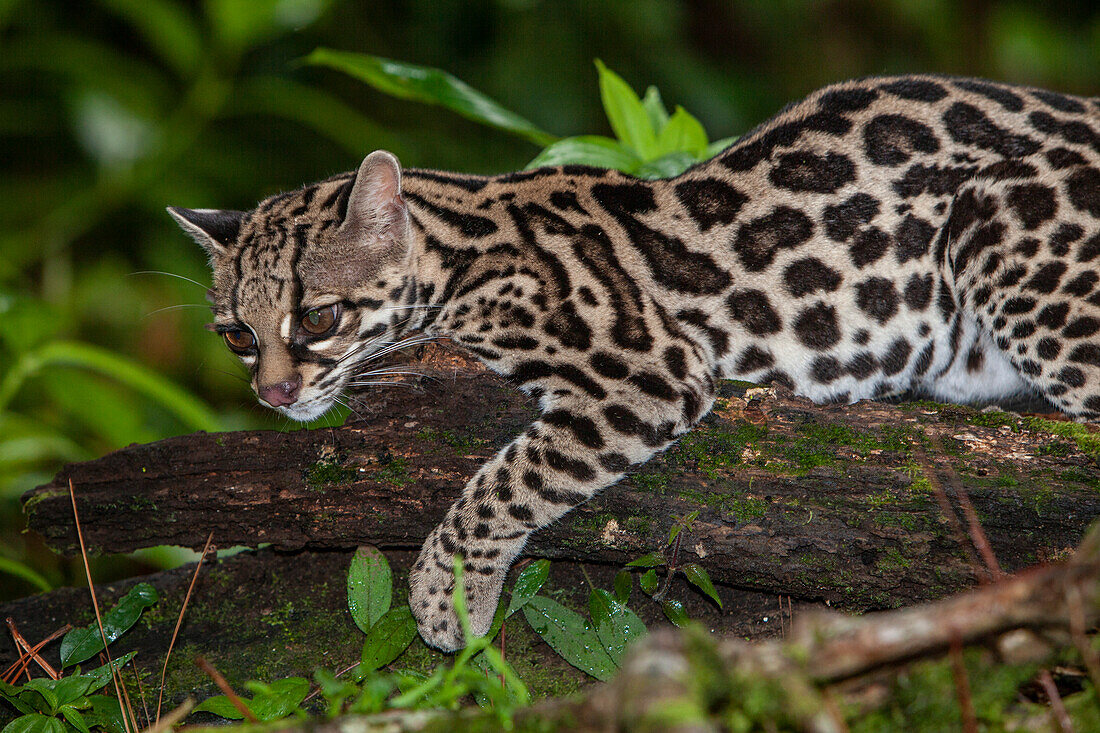 Costa Rica. Nahaufnahme einer Margay-Dschungelkatze auf einem Baumstamm.