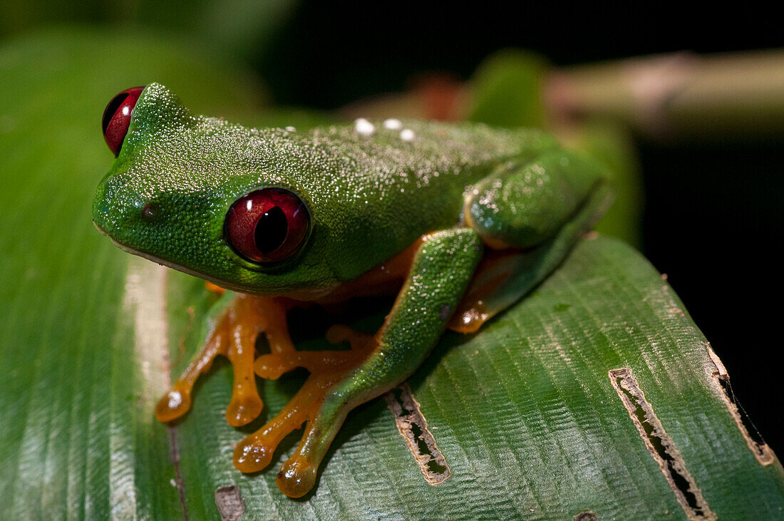 Nahaufnahme eines rotäugigen Laubfrosches, Agalychnis callidryas. Manuel-Antonio-Nationalpark, Costa Rica.