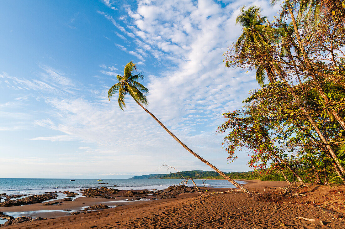 The sandy beach with palm trees and wispy clouds overhead. Drake Bay, Osa Peninsula, Costa Rica.