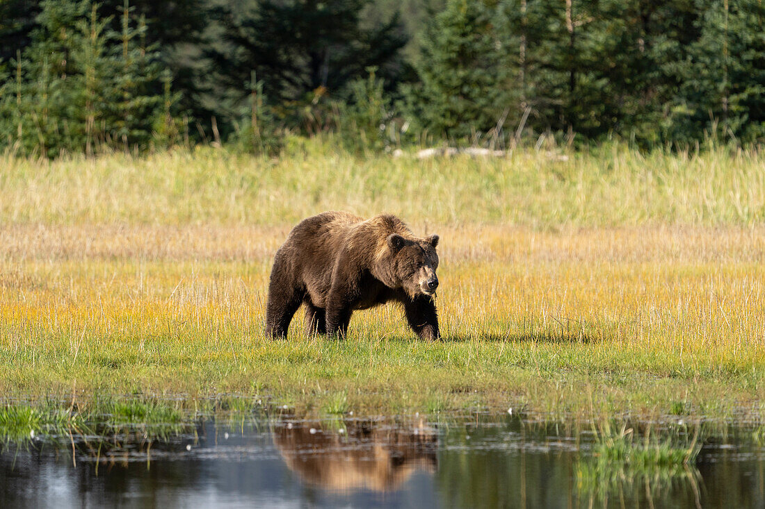 USA, Alaska, Clarksee-Nationalpark. Grizzlybärensau überquert Wiese.