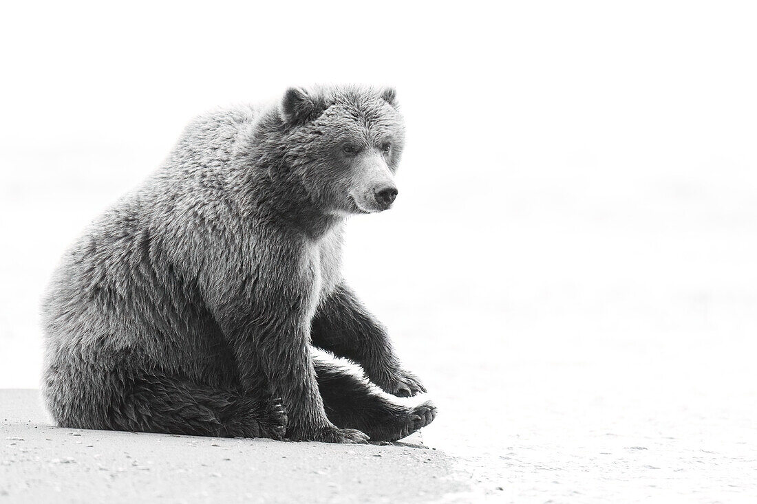 USA, Alaska, Clarksee-Nationalpark. Ruhender Grizzlybär am Strand.