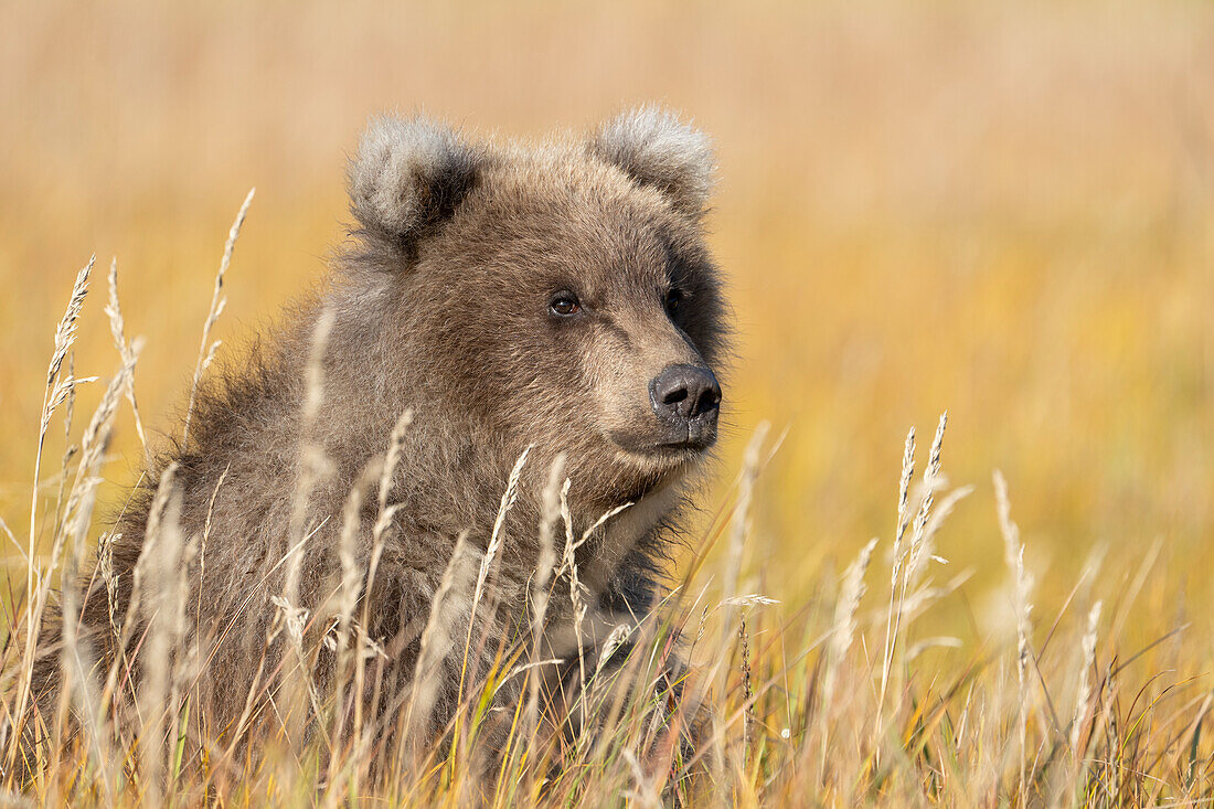 USA, Alaska, Lake Clark National Park. Grizzlybärjunges in Nahaufnahme auf einer grasbewachsenen Wiese.