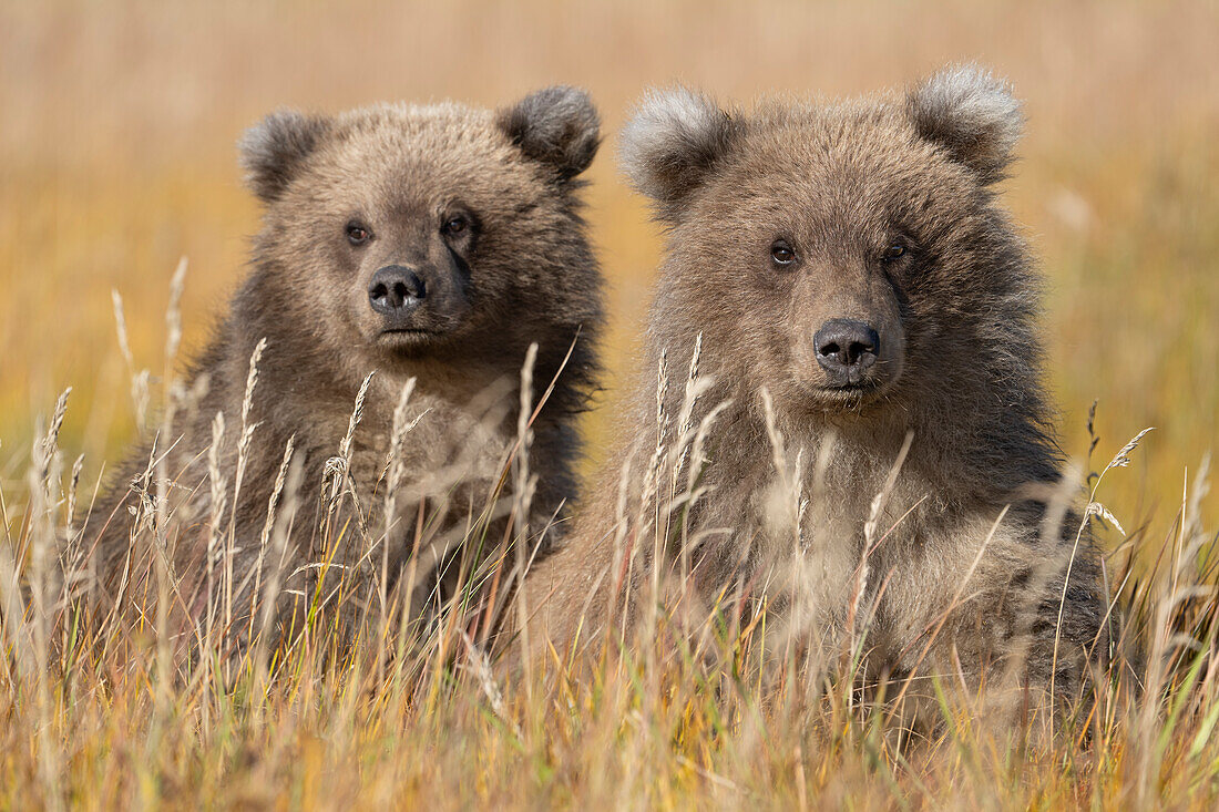 USA, Alaska, Clarksee-Nationalpark. Grizzlybärjunge in Nahaufnahme auf einer Wiese mit Gras.