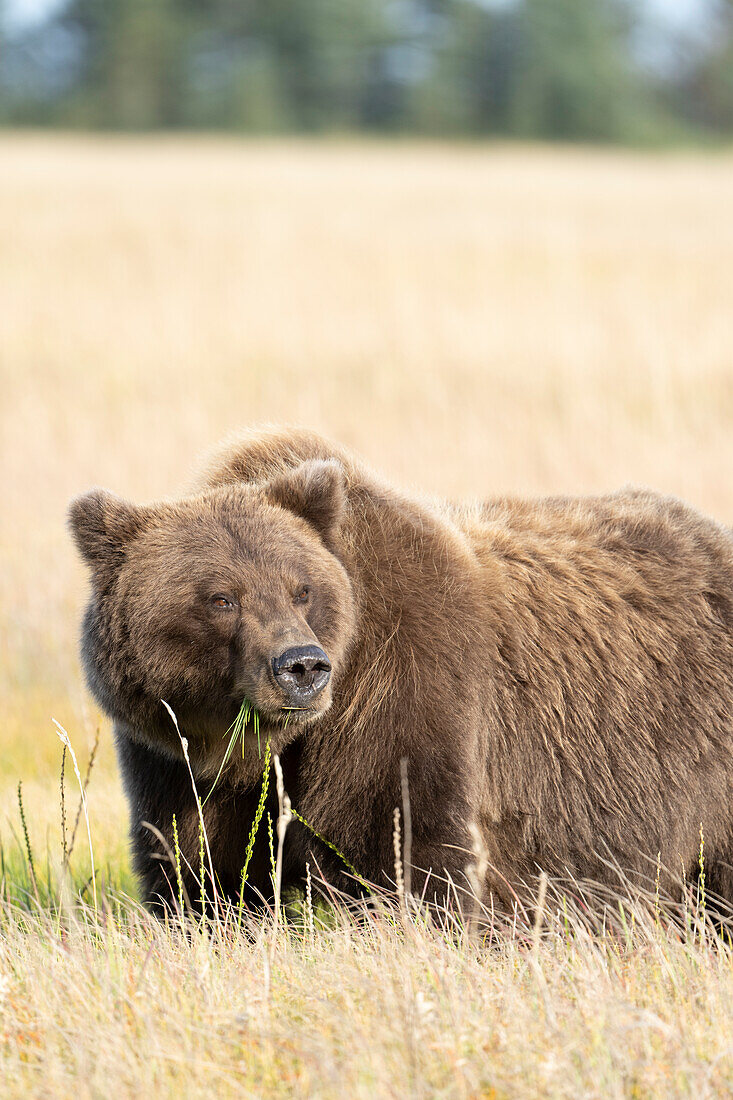 USA, Alaska, Clarksee-Nationalpark. Grizzlybär Nahaufnahme auf einer Wiese.