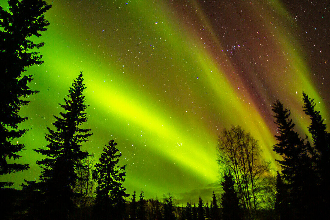 USA, Alaska, Chena Hot Springs Resort. Aurora Borealis füllt den Nachthimmel.